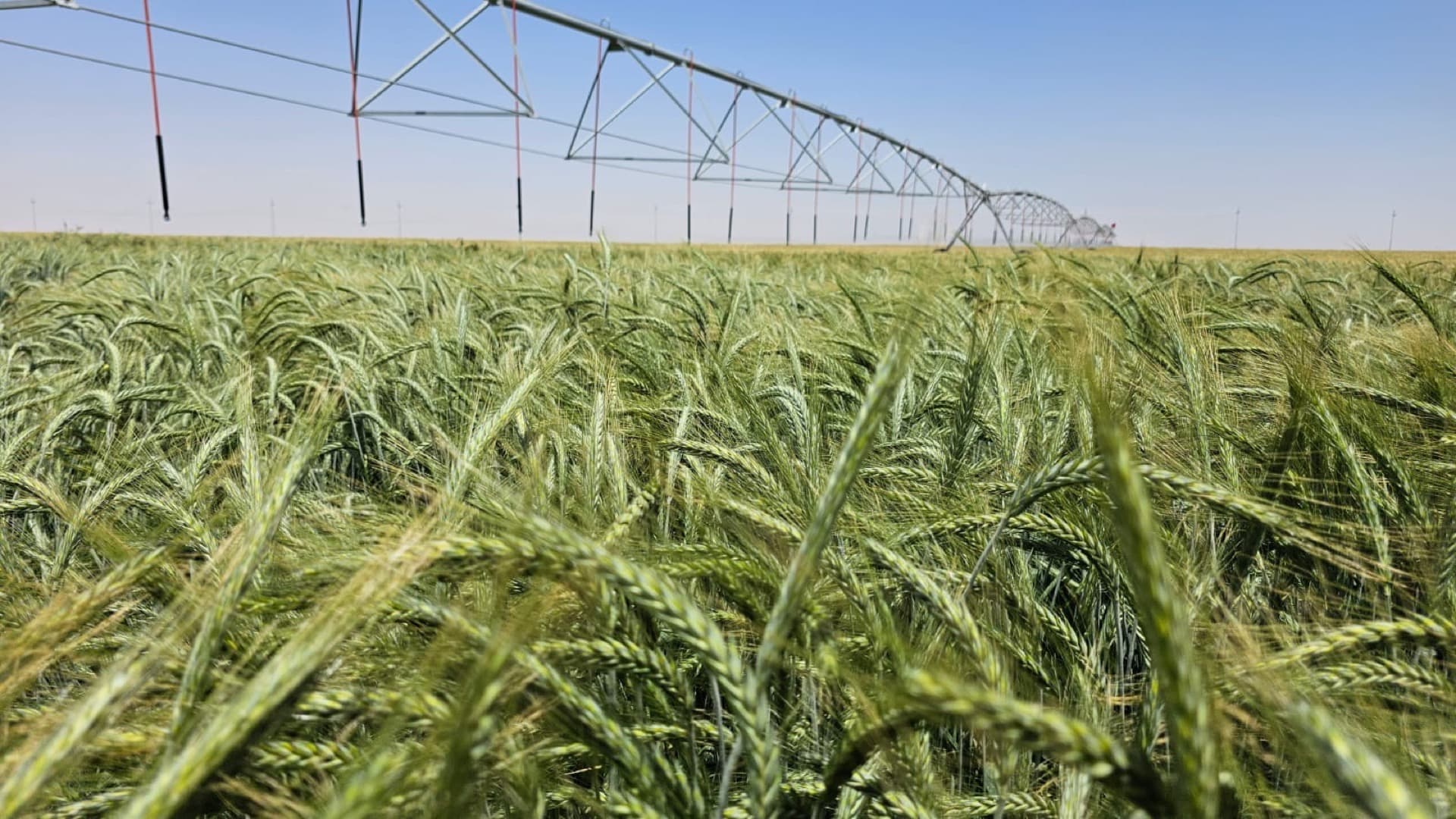 Lush agricultural fields cultivated by Kunuz Al-Hasad