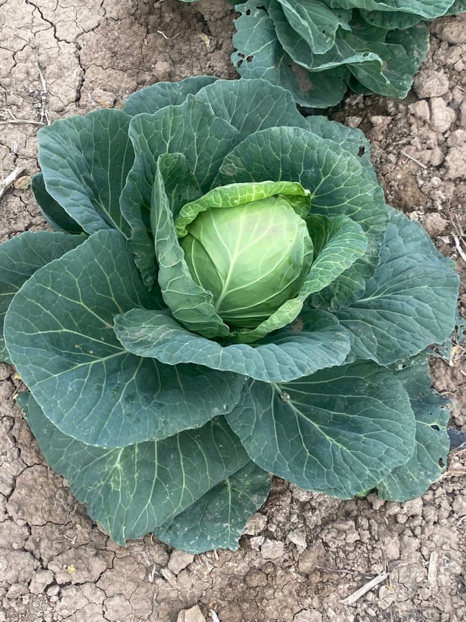Cabbage grown from Kunuz Al-Hasad seeds