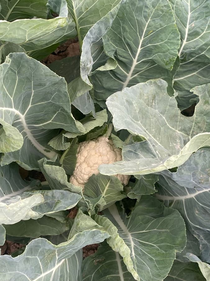 Cauliflower grown from Kunuz Al-Hasad seeds