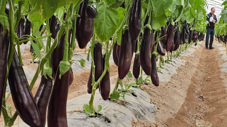 Eggplant grown from Kunuz Al-Hasad seeds