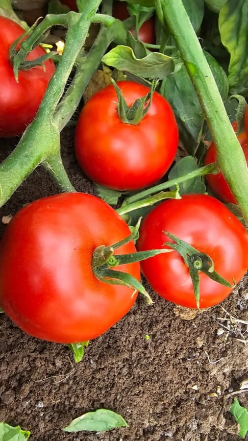 Tomato grown from Kunuz Al-Hasad seeds