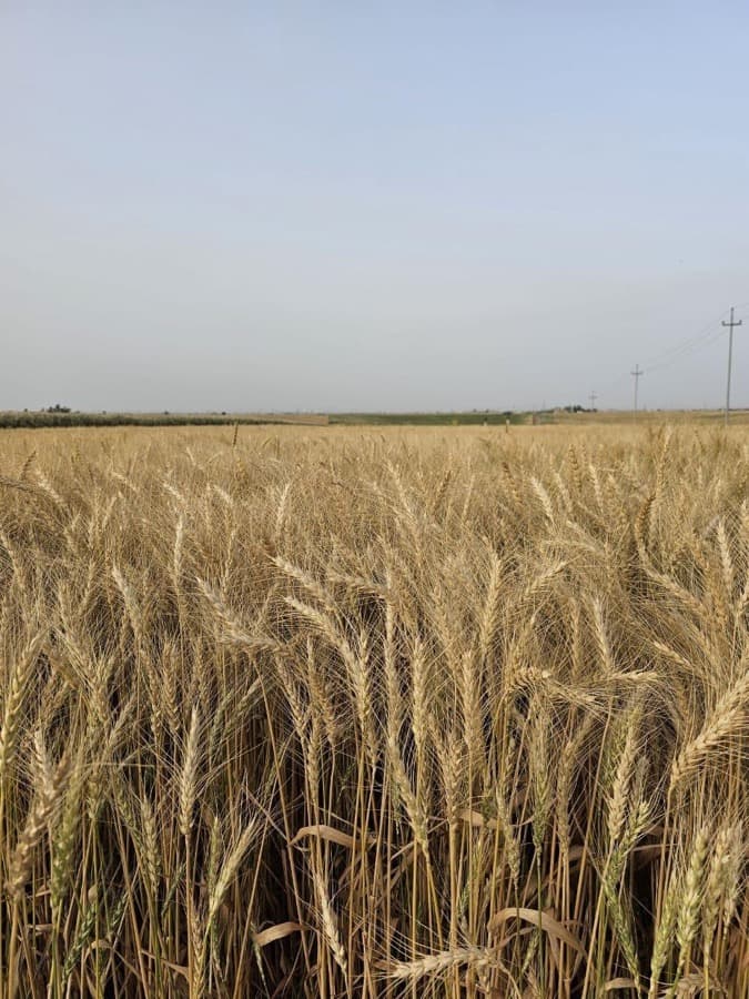 Wheat grown from Kunuz Al-Hasad seeds